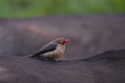 Red-billed Oxpecker (Buphagus erythrorhynchus)