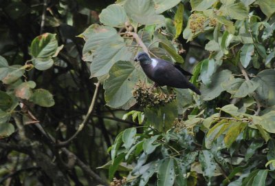 Eastern Bronze-naped Pigeon (Columba delagorguei)