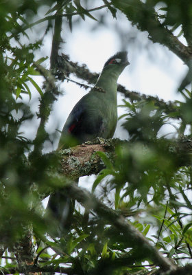 Hartlaubs Turaco (Tauraco hartlaubi)