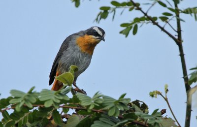 Cape Robin-Chat (Cossypha caffra)