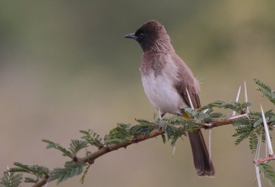 Common Bulbul (Pycnonotus barbatus tricolor)