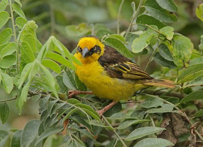 Baglafecht Weaver (Ploceus baglafecht reichenowi) male