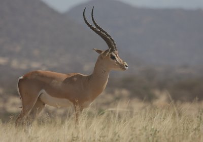 Grants Gazelle (Nanger granti) male