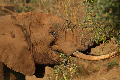 Elephant Bull eating