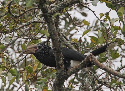 Silvery-cheeked Hornbill (Bycanistes brevis) Female