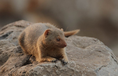 Dwarf Mongoose (Helogale parvula)