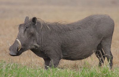 Wart Hog (Phacochoerus africanus) boar grazing