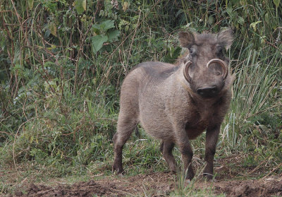 Wart Hog (Phacochoerus africanus) boar