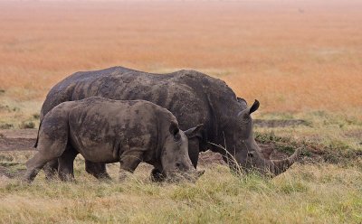 White Rhino (Ceratotherium simum) mother and calf