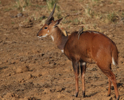 Bushbuck (Imbabala (Tragelaphus sylvaticus))