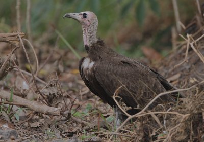 Hooded Vulture (Necrosyrtes monachus)