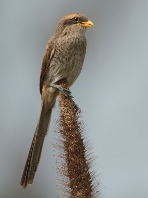 Yellow-billed Shrike (Corvinella corvina)