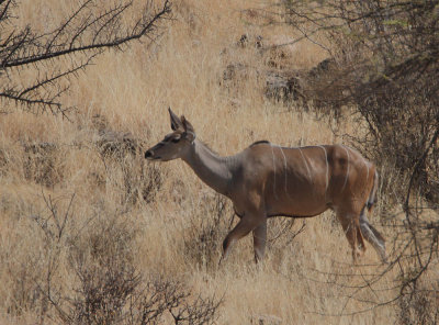 Greater Kudu (Tragelaphus strepsiceros) female