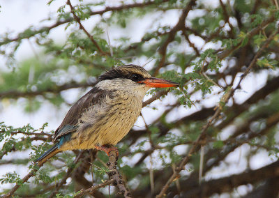 Striped Kingfisher (Halcyon chelicuti)