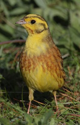 Yellowhammer male