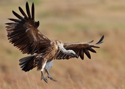 White-backed Vulture (Gyps africanus)