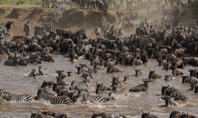 The Mara Crossing