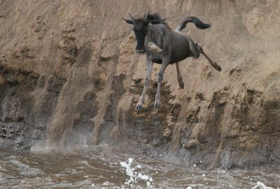 Gnu sky-diving!