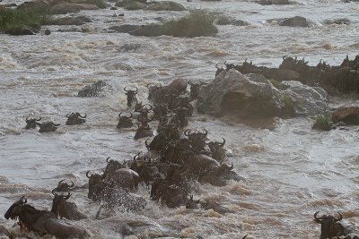 Carnage crossing the Mara