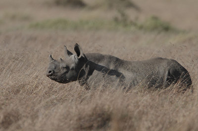 Black Rhinoceros (Diceros bicornis) calf