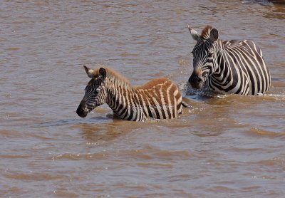 Common Zebra crossing the Mara.