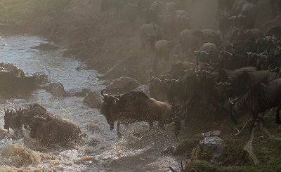 Wildebeest crossing the Mara river