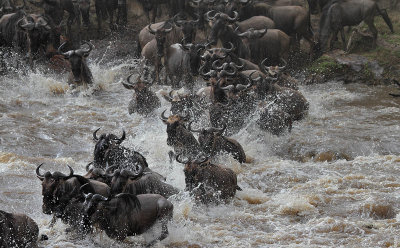 Wildebeest crossing the Mara river 