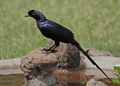 Bristle-crowned Starling (Onychognathus salvadorii)