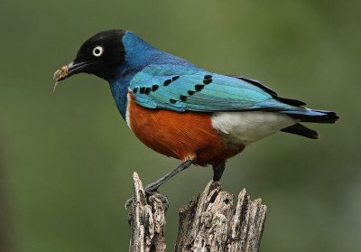 Superb Starling (Lamprotornis superbus)