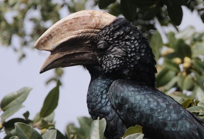 Silvery-cheeked Hornbill (Bycanistes brevis) Adult male