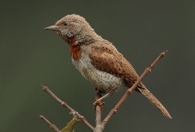Red-throated Wryneck (Jynx ruficollis)