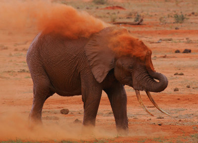 Why Tsavo Elephants are red!