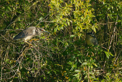 BLACK-CROWNED NIGHT-HERON  ADULT & JUVENILE