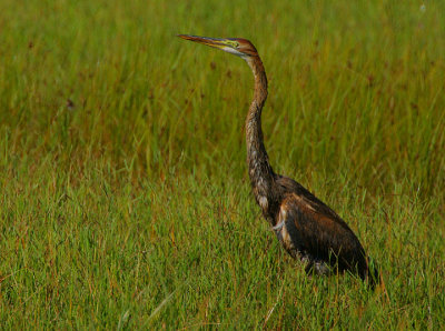 PURPLE HERON