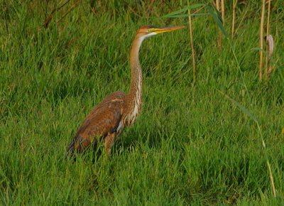 PURPLE HERON JUVENILE