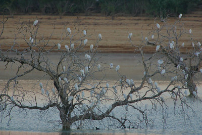 CATTLE EGRET ROOST