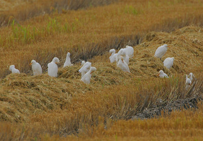 CATTLE EGRETS IN A RECENTLY HARVESTED RICEFIELD