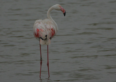 GREATER FLAMINGO