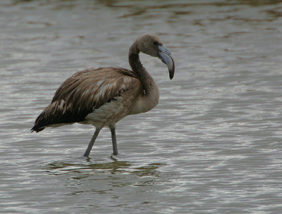 GREATER FLAMINGO IMMATURE BIRD