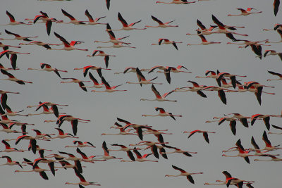 GREATER FLAMINGO FLOCK