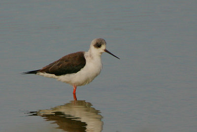 BLACK-WINGED STILT