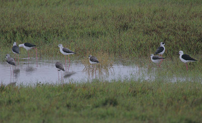 BLACK-WINGED STILTS