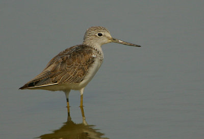 GREENSHANK