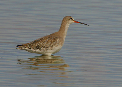 SPOTTED REDSHANK