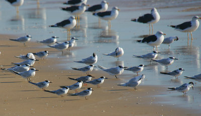 COMMON  & SANDWICH TERNS