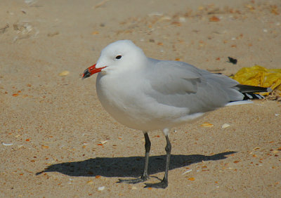 AUDOUINS GULL