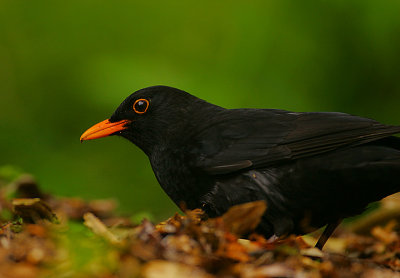 Blackbird male