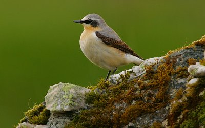 Northern Wheatear