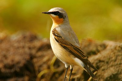 Chats, wheatears & Flycatchers (Muscicapidae)