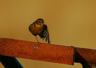 Stonechat female